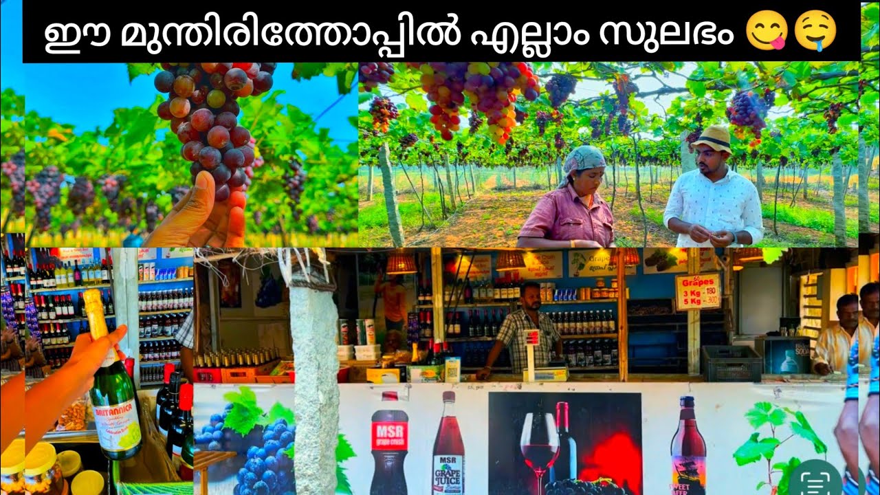 കുടിയന്മാരുടെ മുന്തിരി തോട്ടം / Cambam - Theni / Cumbum Grapes Farm Visit / Grapes Farm / Grape wine
