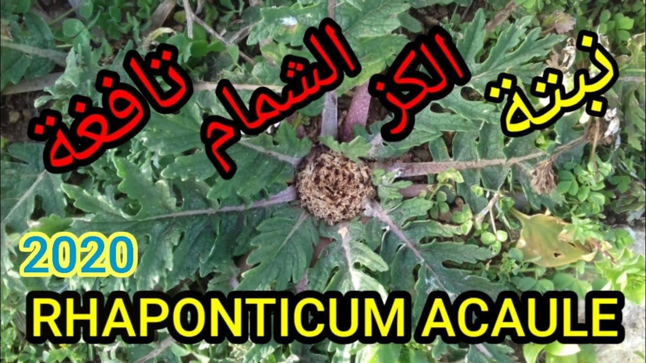 نبتة تافغة، الكز أو الشمام وطريقة جنيها RHAPONTICUM ACAULE