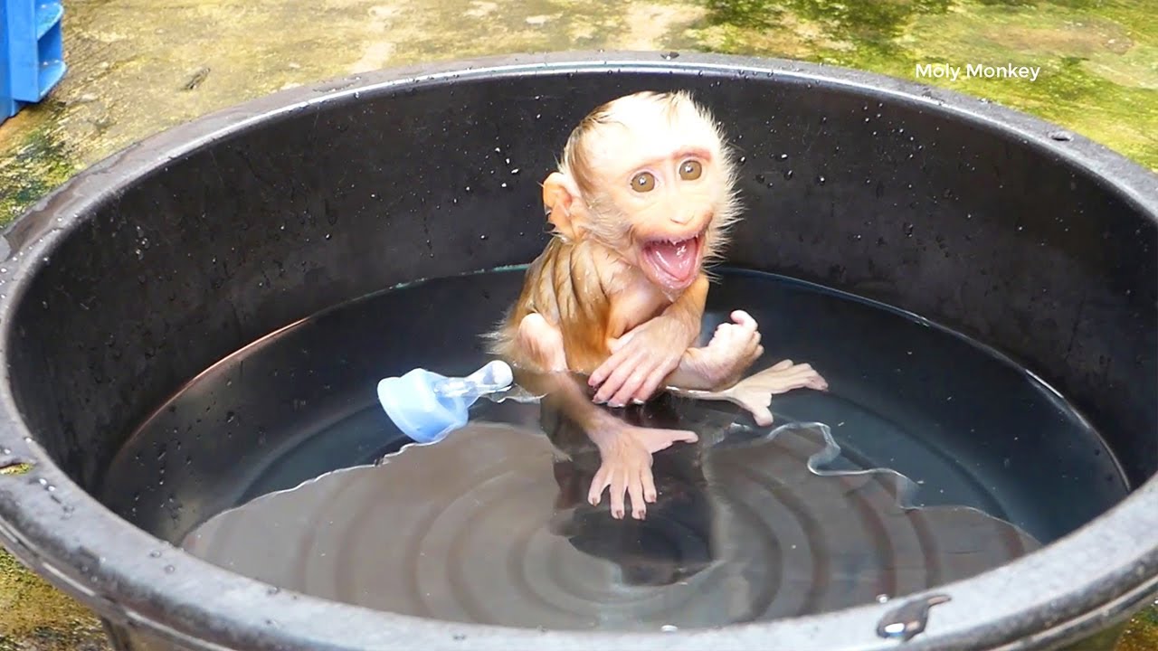 Moly Cry Loudly Confuse Mom Leave In Pool A Lone