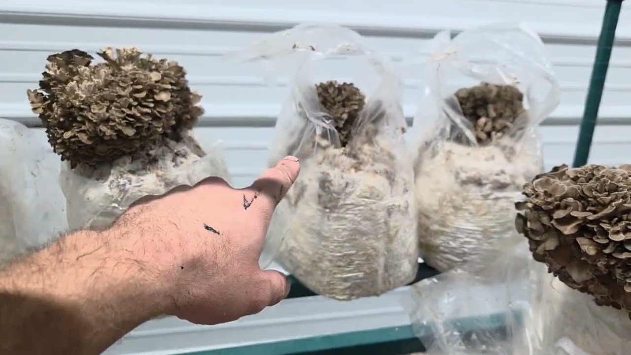 Maitake Mushroom Growing Pointers