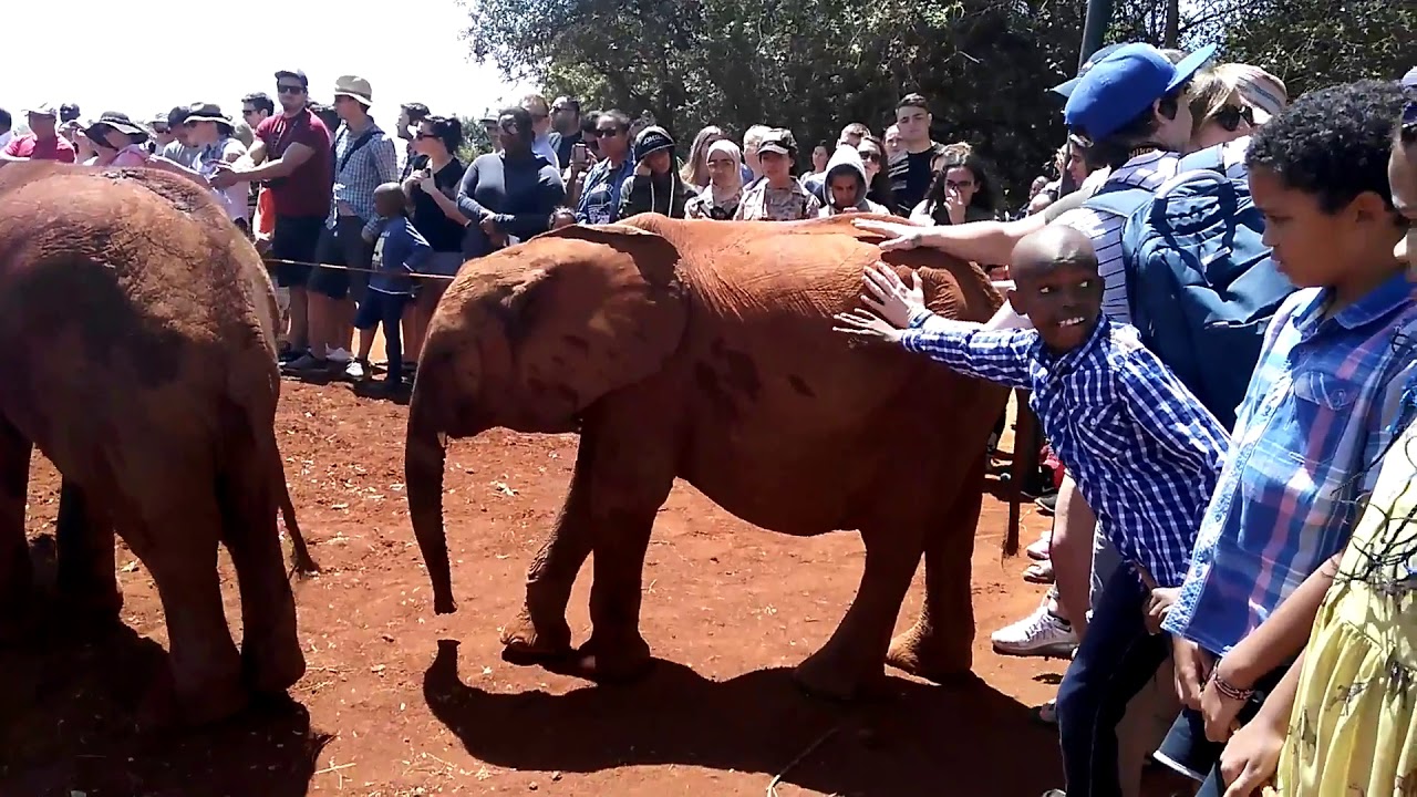 Lovely Baby Elephants @ Nairobi, Kenya | Sheldrick Wildlife Trust