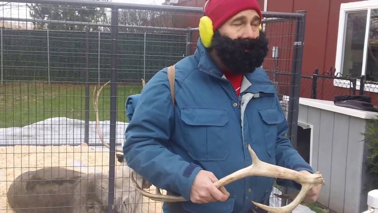 Yukon Cornelius on what Reindeer eat