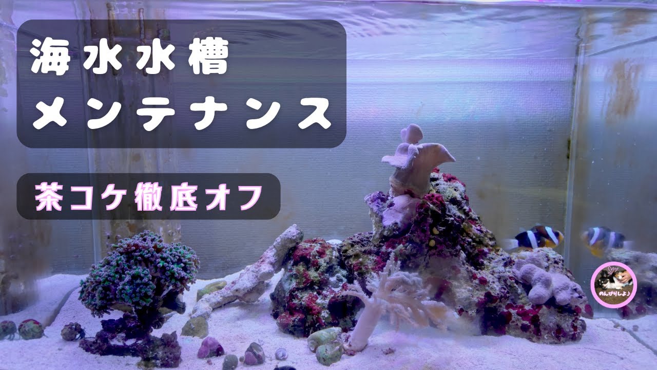 海水水槽メンテ｜コケ取り＋水換えでサンゴが映える【水槽メンテ #30】