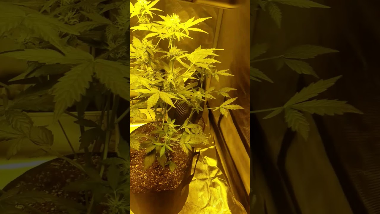 Week 6 Day 41 Veg into Flower