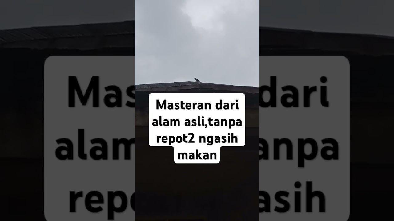 Burung greja gacor 