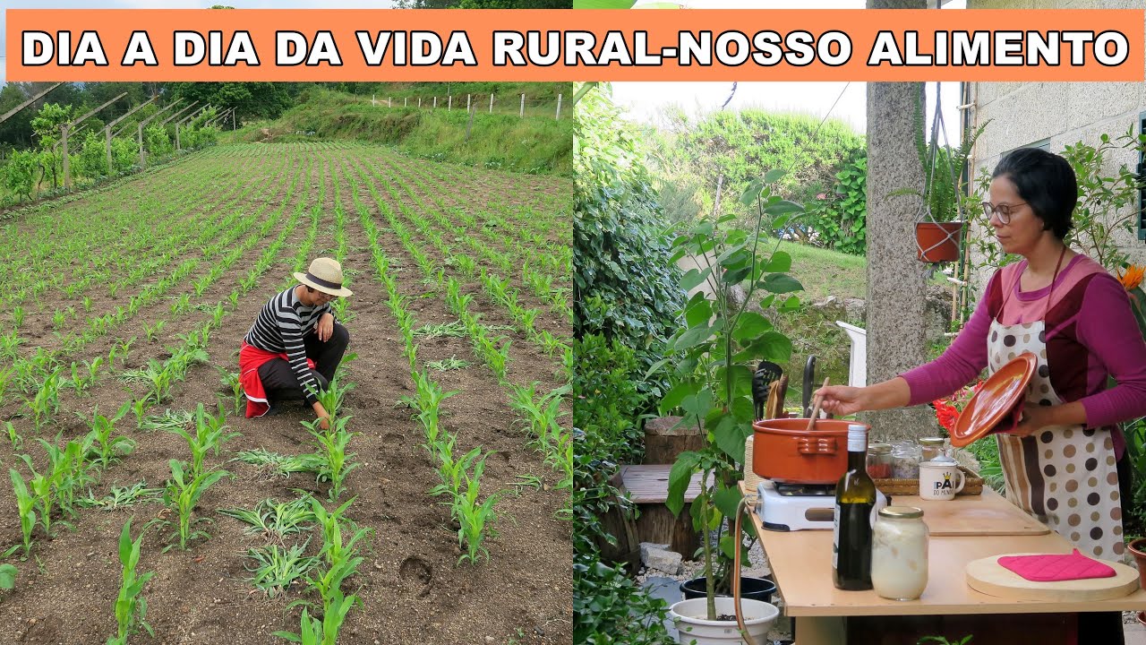 INSETICIDA CASEIRO-CURGETTES A PRODUZIR-MILHO A CRESCER-VIDA SIMPLES NO CAMPO#simpleliving