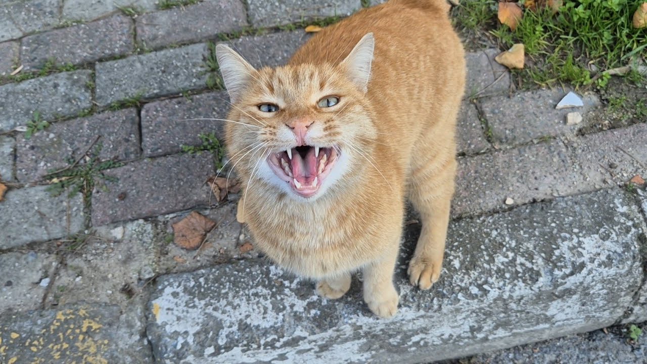 This cat is so hungry that it keeps meowing and begging me for food!