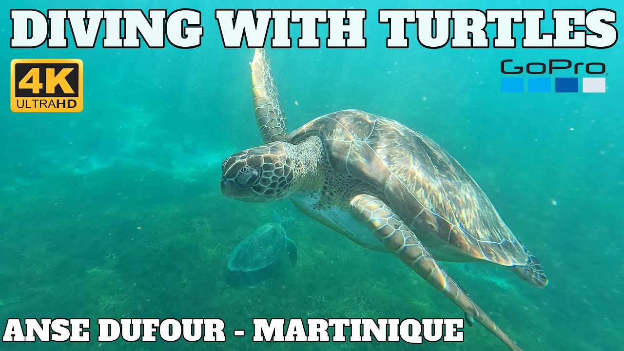 ANSE DUFOUR - MARTINIQUE - DIVING WITH TURTLES  - 2023 - 4K