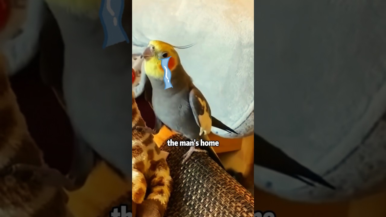 Parrot missing its owner 