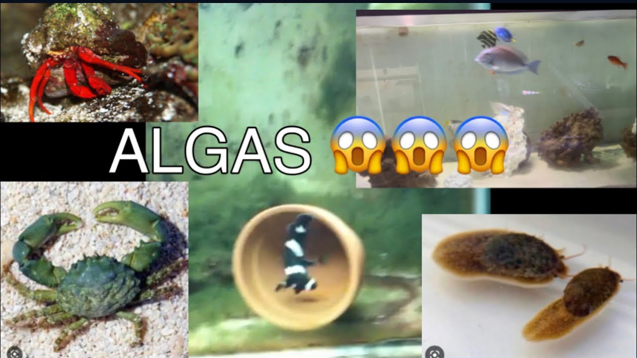 Algas en el acuario marino😱😱😱/ equipo de limpieza