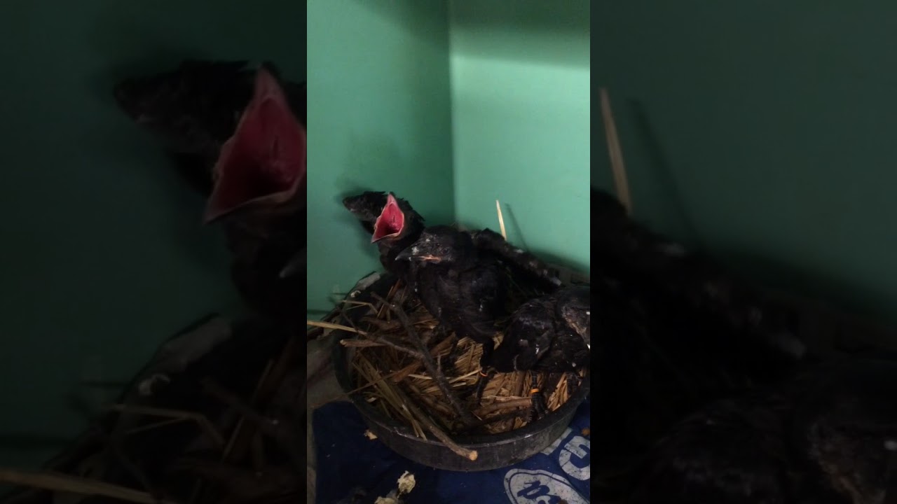 Nestling Common Ravens vocalizing begging calls