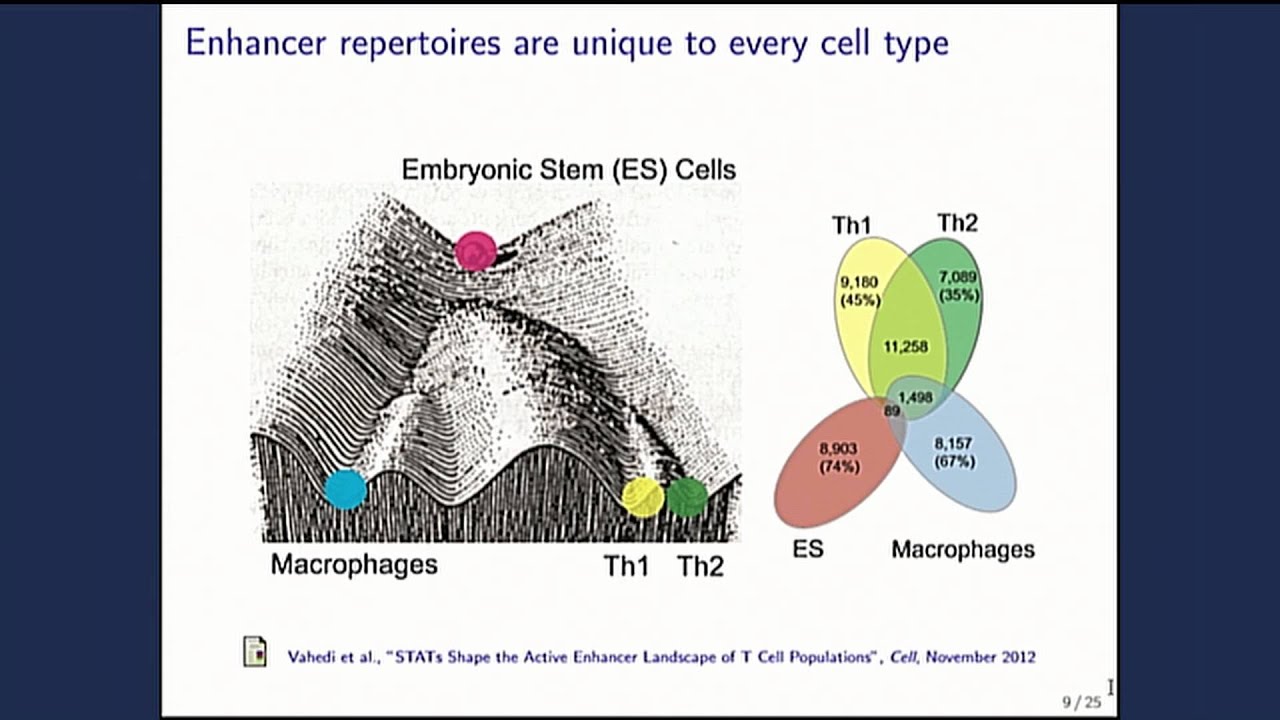 Archive: CIPO2015: Enhancers Delineate Disease-Associated Regulatory Nodes in T Cells