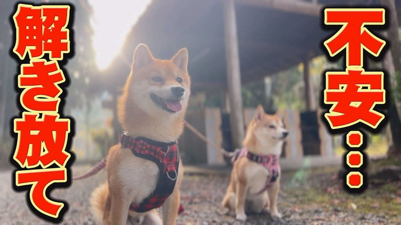 キャンプでの唯一の悩み事・・・弟柴がついに・・・