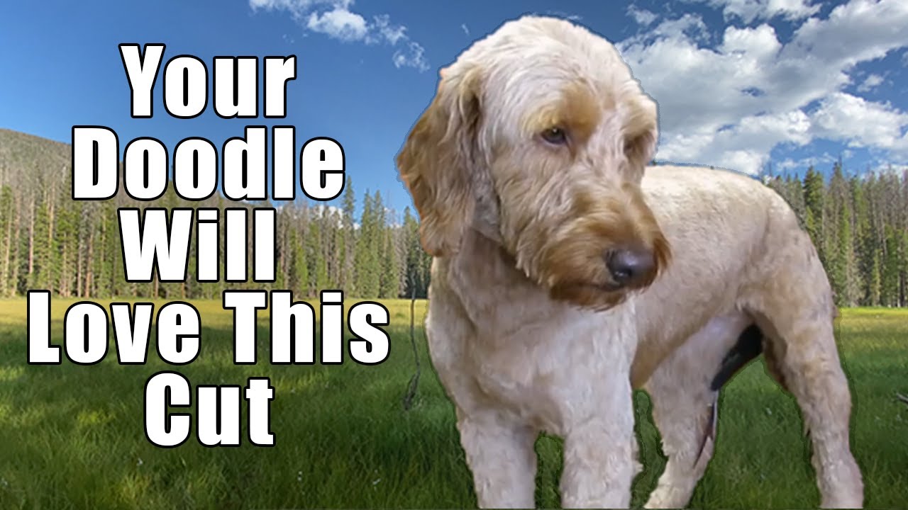 Best Haircut On Golden Doodle For Summer