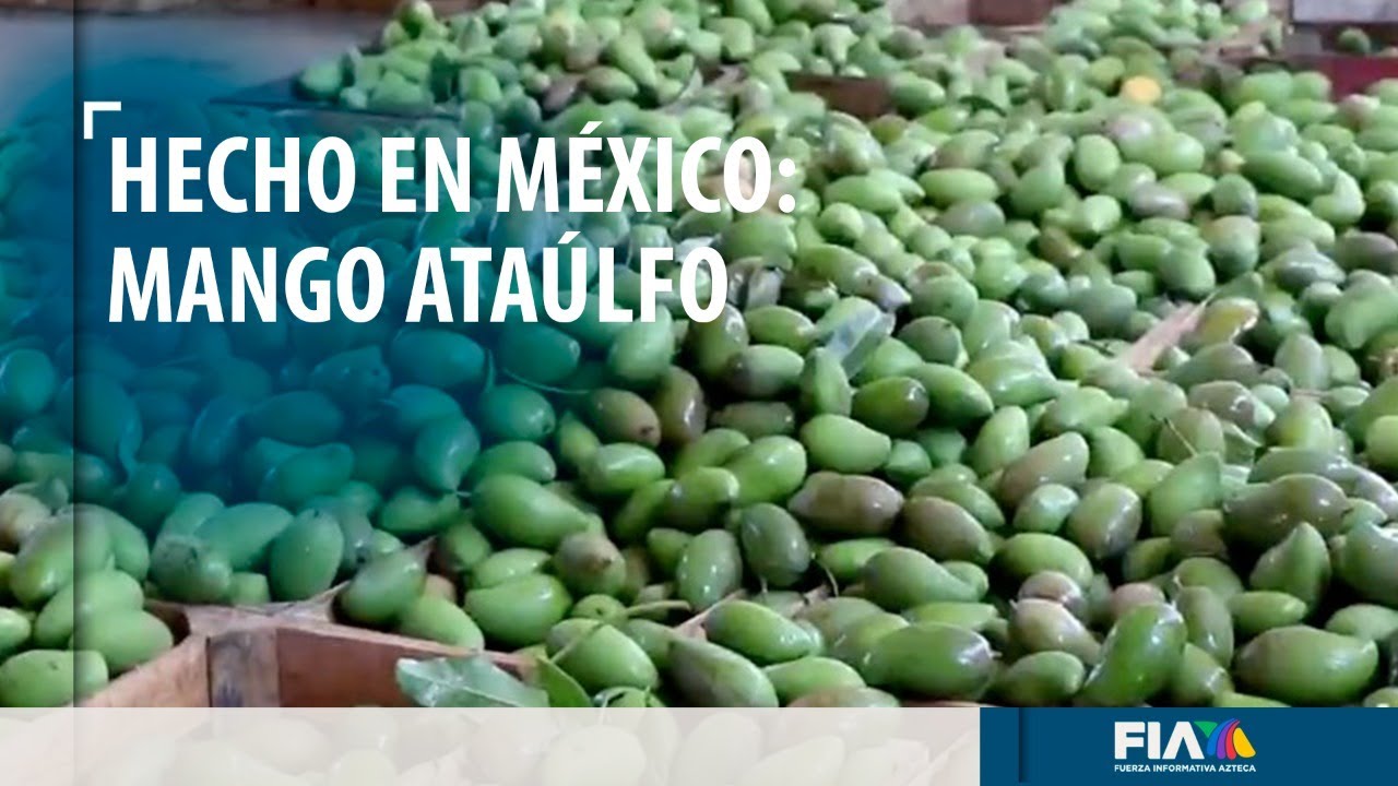 #HechoEnMéxico El mango ataúlfo, una fruta 100% mexicana que ya puedes disfrutar
