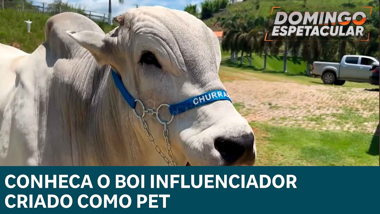 Churrasco, o boi de 500 kg, conquista a internet e vira sensação em Sapucaia RJ