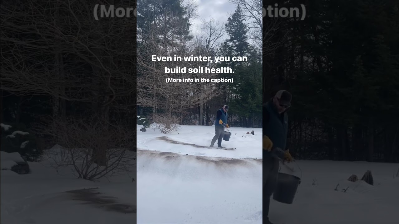 How I improve my garden soil in winter.