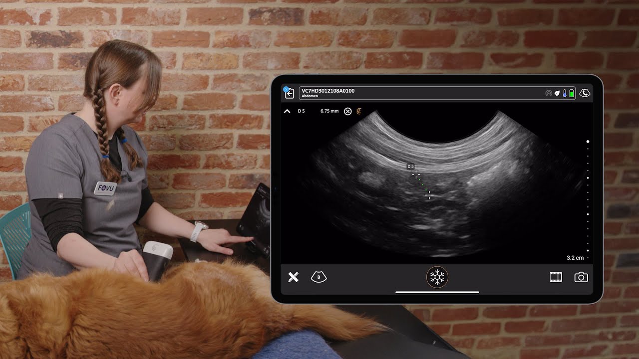 Canine Pancreas - Right Limb