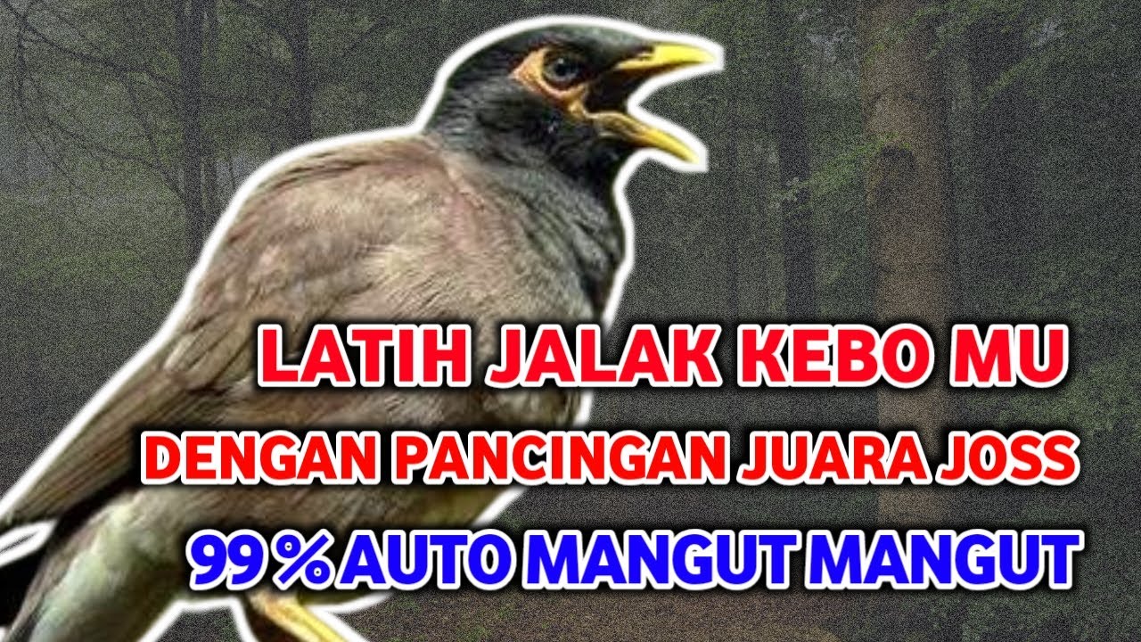 Latih Jalak Kebo MALAS BUNYI degan PANCINGAN JUARA INI, LANGSUNG MANGGUT MANGGUT GACOR