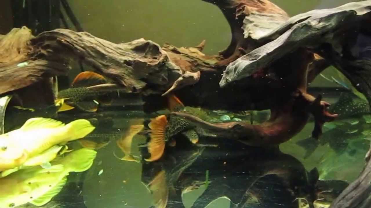 Pleco tank update :) with a few new comers including top quality L600!
