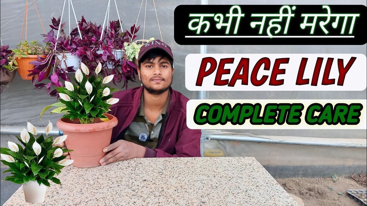 🔴Peace Lily Care: 1 भी पत्ता पीला नहीं होगा! Complete Care Tips