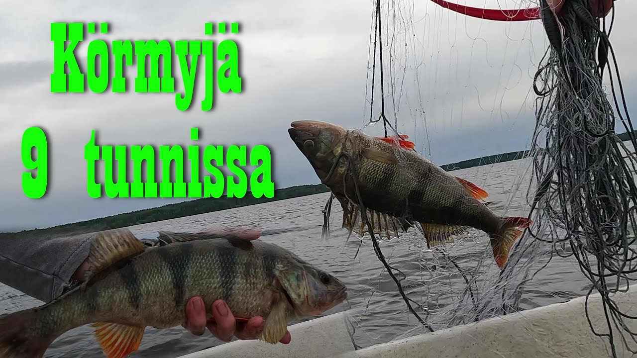 Päiväverkoilla 27.6.2025 Isoja ahvenia