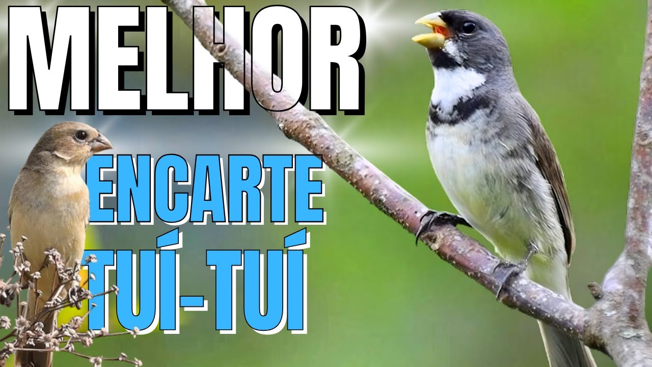 🟢 MELHOR CANTO DE COLEIRO TUI TUI PARA ENCARTE DE COLEIRO🟢🟢ÁUDIO COM FÊMEA  - TURBINE SEU COLEIRO 🟢