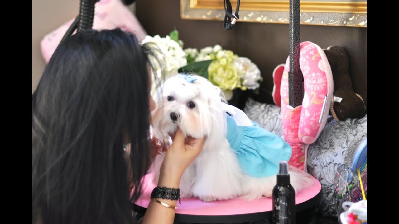 GROOMING:  Dolce Daily Care:  Top Knot, Brush Out, Tear Stain Cleaning, Teeth Brushing Maltese Care