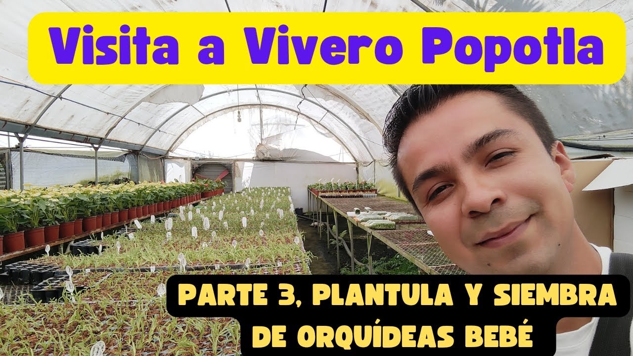 Visita a Vivero Popotla, parte 3, plantula y siembra de orquídeas bebé. #orchids #orquideas