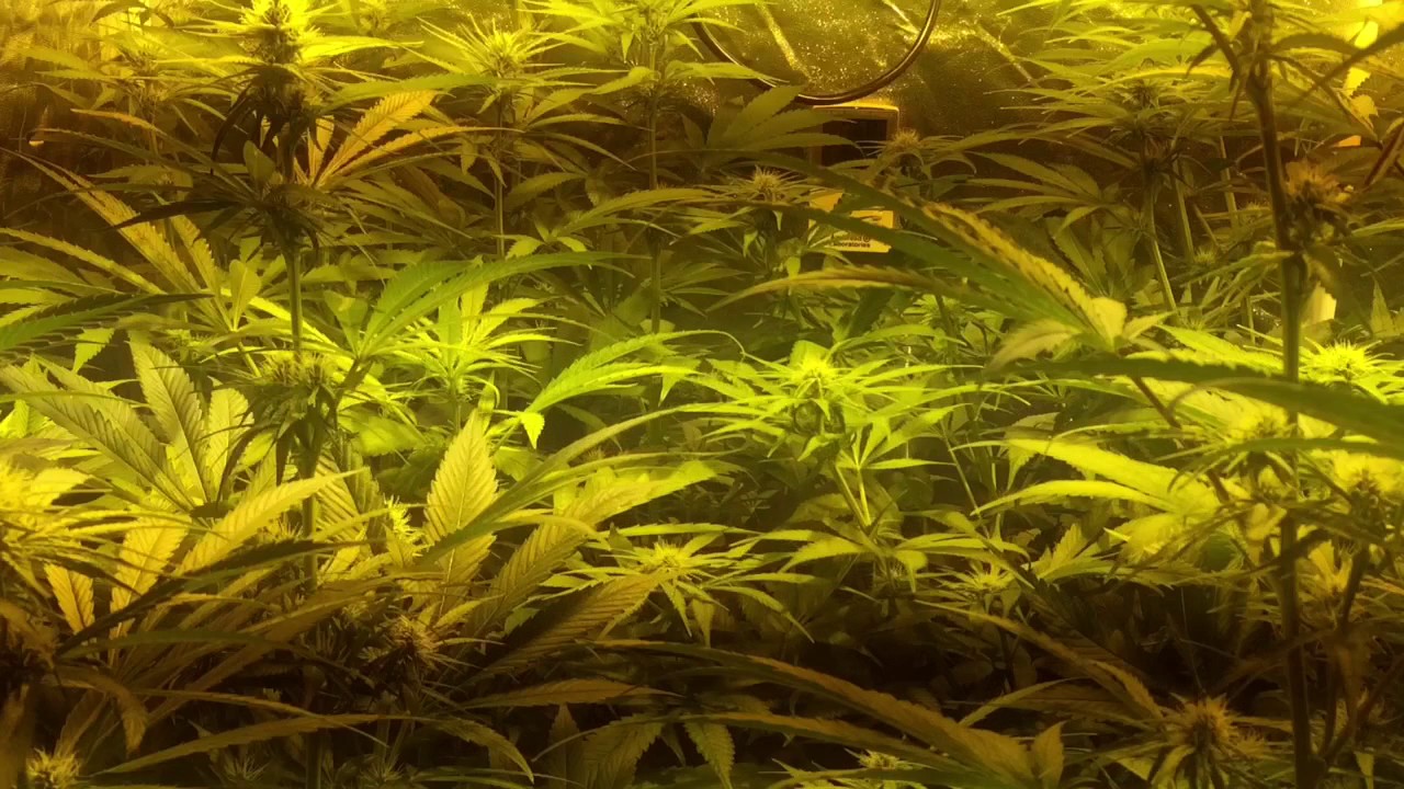 Gorilla 🦍 Bomb