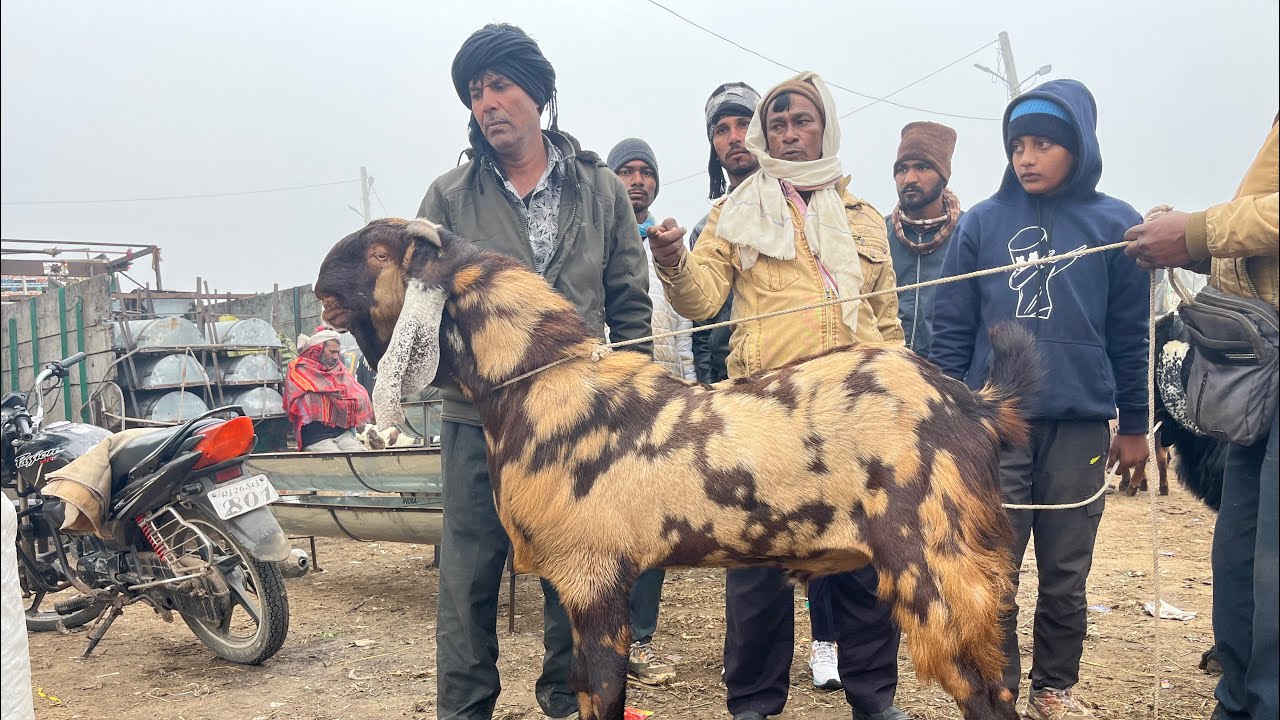 Rajasthan bakra mandi tonk goat marke live update 6,1,2026 || #tonkgoatmarket #tonkbakramandi 