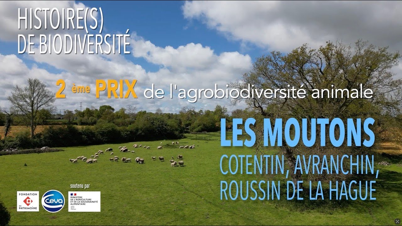 2e Prix - Moutons Cotentin, Avranchin et Roussin de la Hague_v2