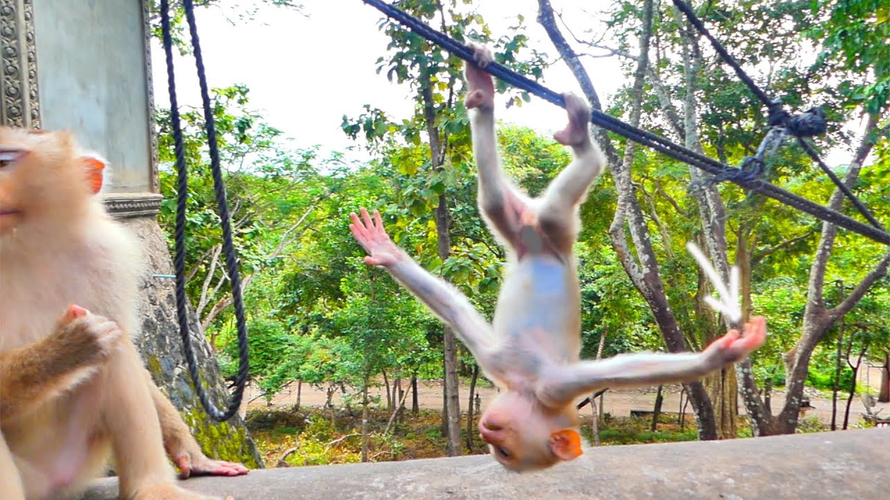 Wow...Best action of little baby monkey MARCO like flying.