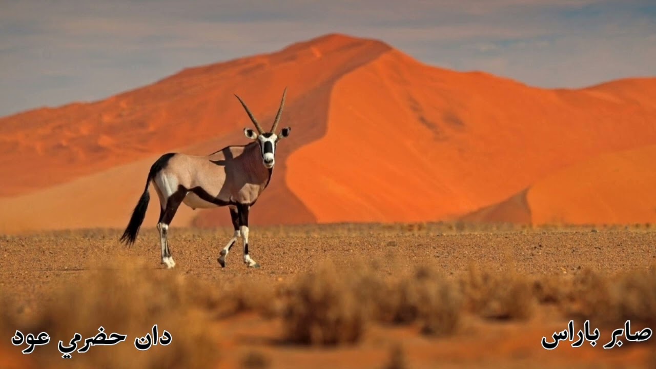 جديد#دان حضرمي عود الفنان المبدع/احمد باغازي باقروان