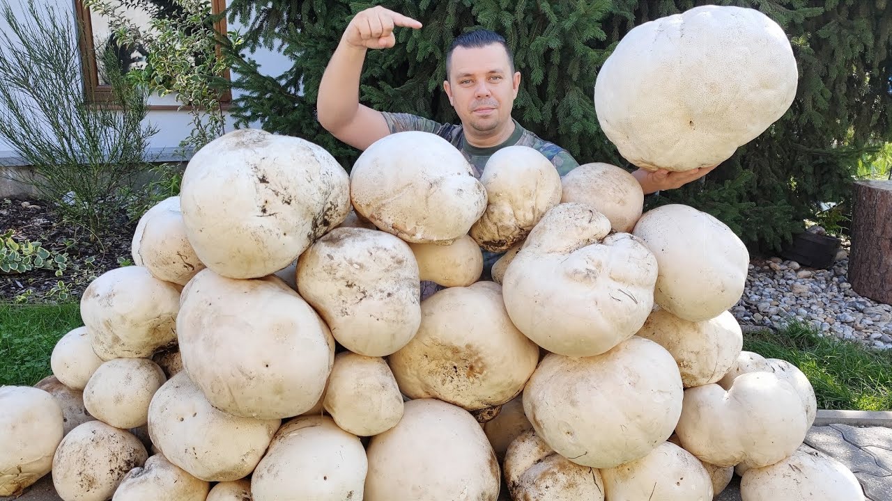 Hríby Huby Houby | 8.9.2022 | VATOVCOVÝ MASAKR | Pýchavka obrovská  Langermannia gigantea | GIGANT