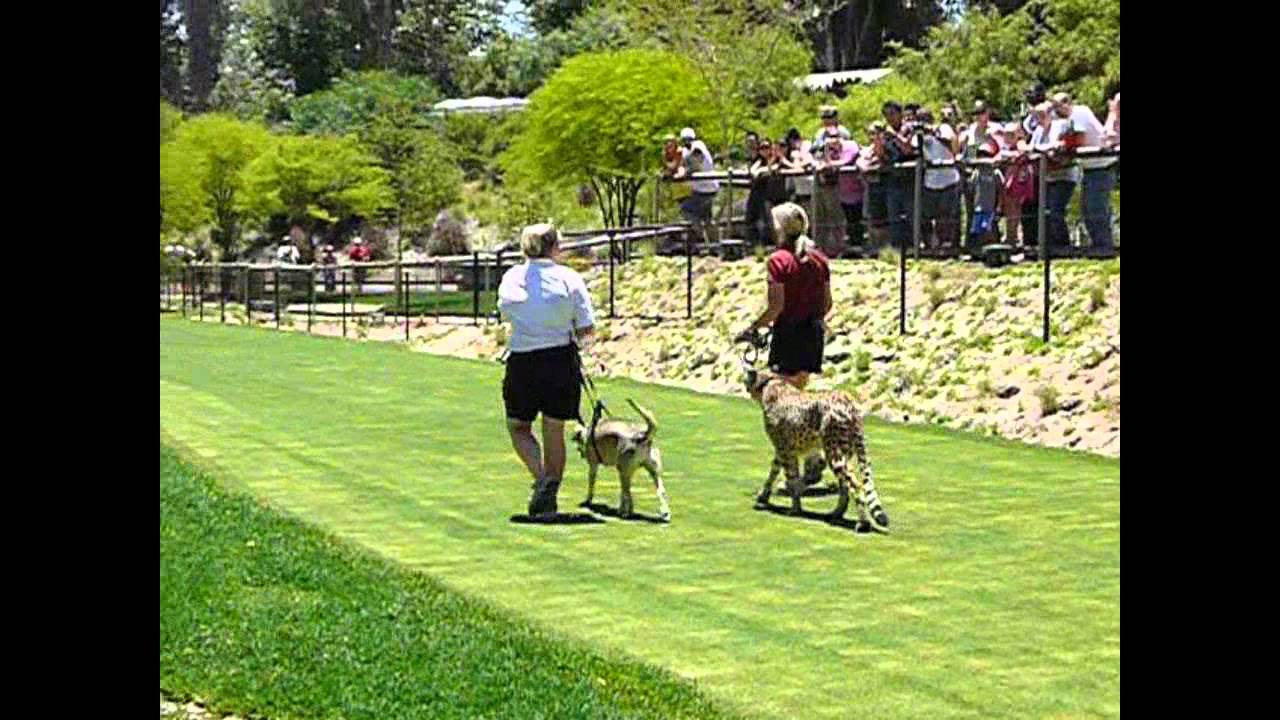 Cheetah Run - June 25, 2011