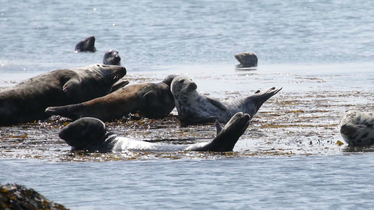 Some Common and Some Rarer Welsh Wildlife.
