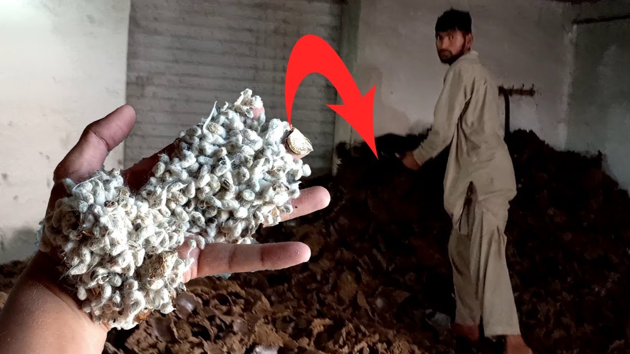 Process Of Making Cotton Seed Cake & Cottonseed Oil in Local Factory