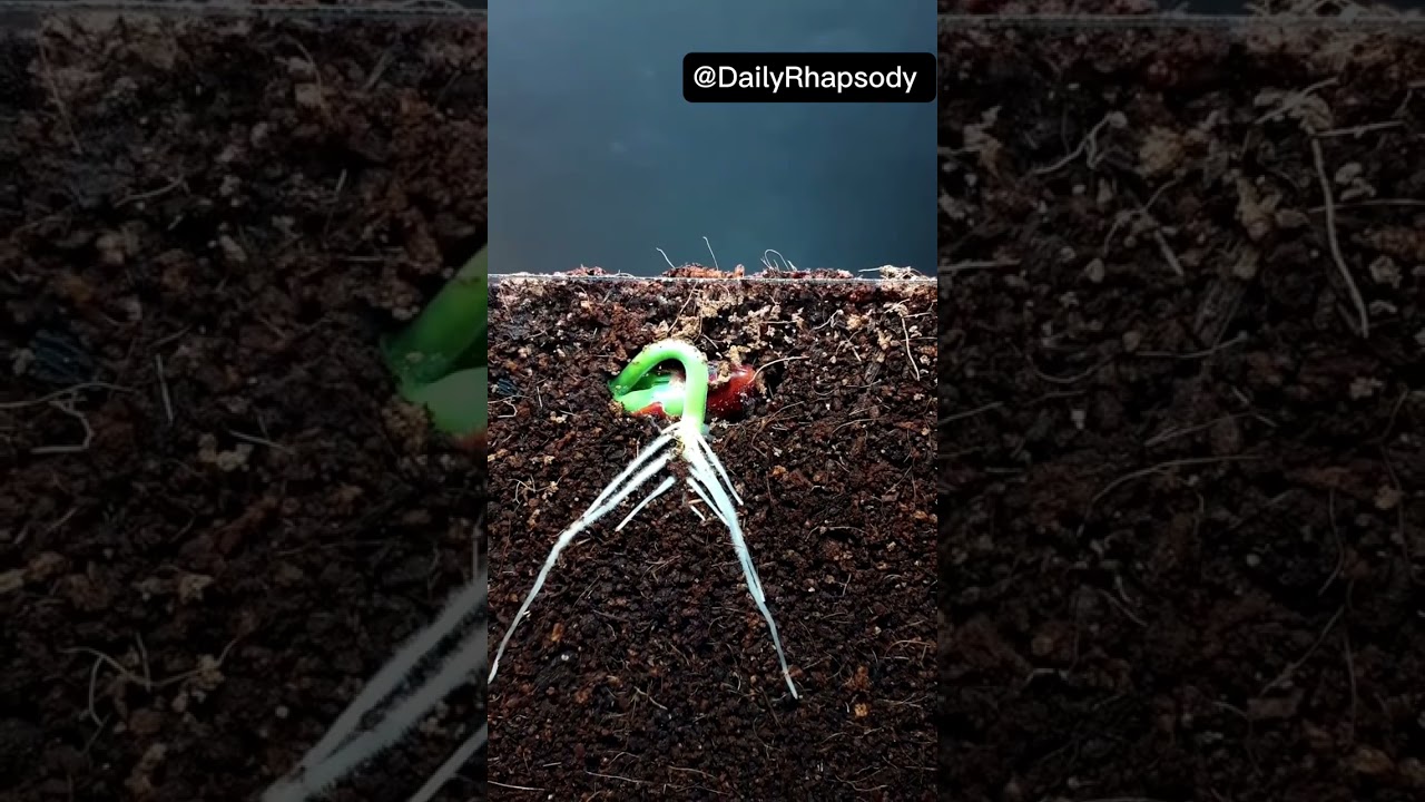INCONTROVERTIBLE BENEFITS OFFELLOWSHIP #rhapsodyofrealities 27th September 2022. #satisfyingvideo