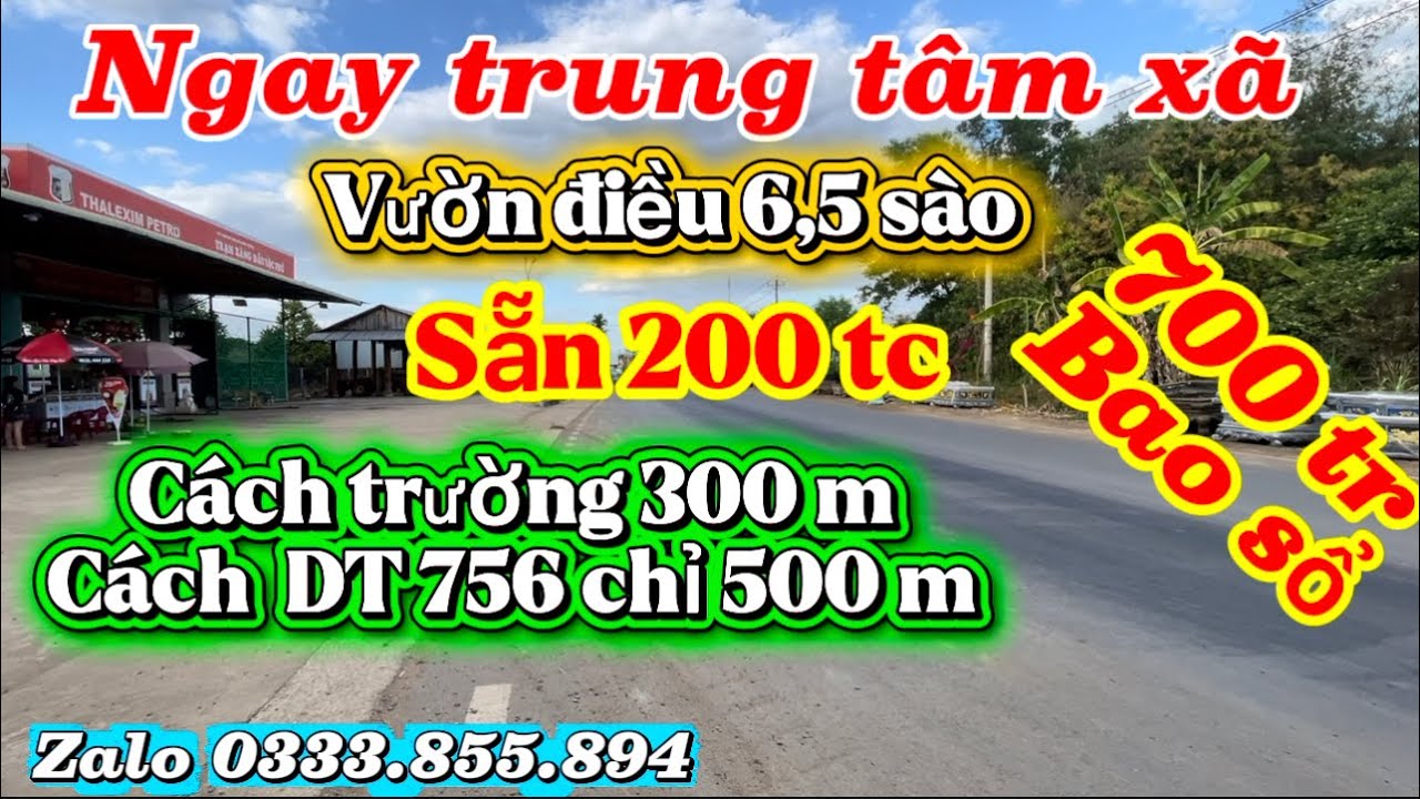 Vườn điều 6,5 sào có sẵn 200 tc ngay trung tâm xã gần trường gần DT mà giá chỉ 700 tr còn bao sổ