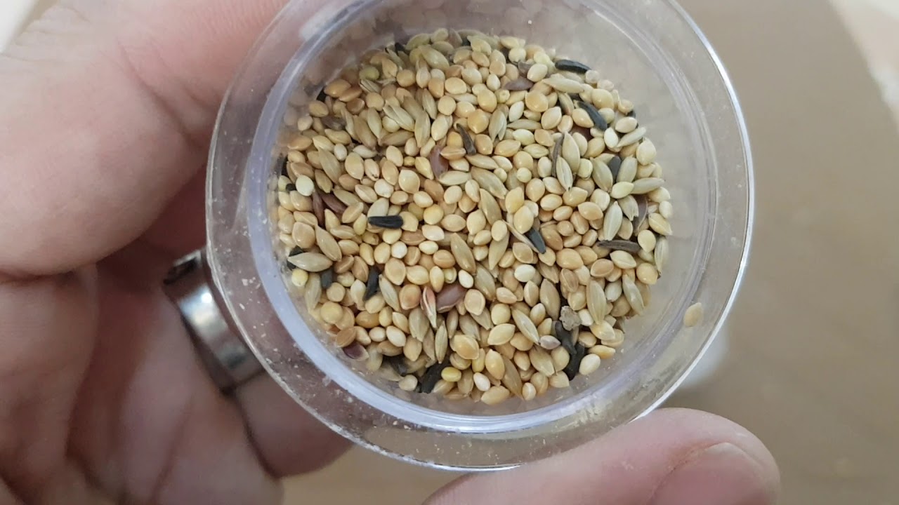 خلطة البذور  للزيبرا فنش