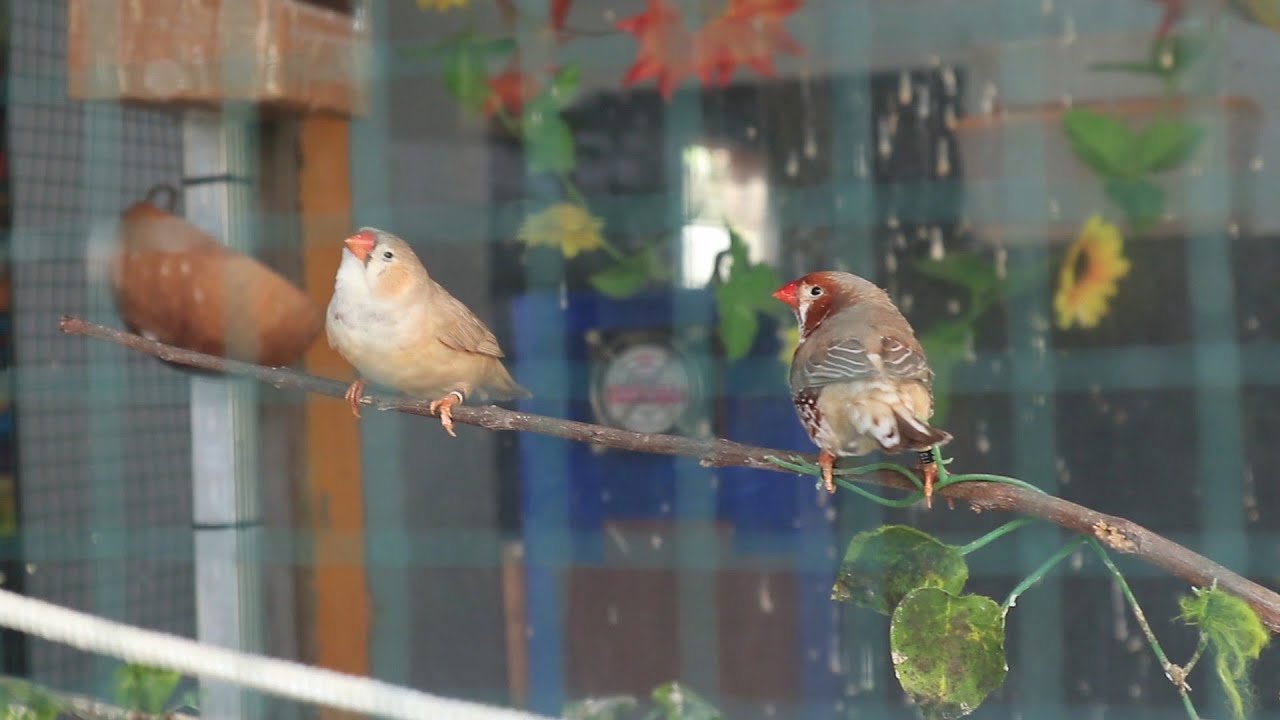 HEBAT! TERNAK BURUNG EMPRIT HIAS LOKAL IMPORT