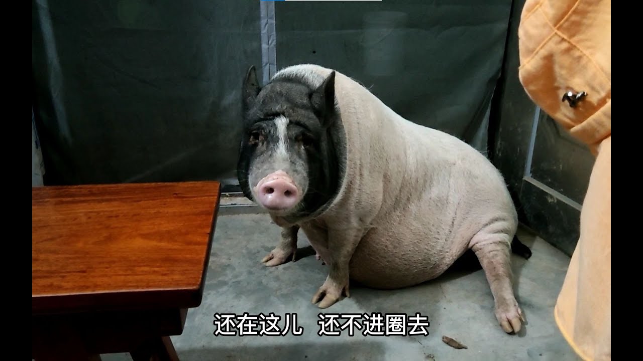 晚上十点多，别的猪早都睡了，这头猪还在陪主人看电影