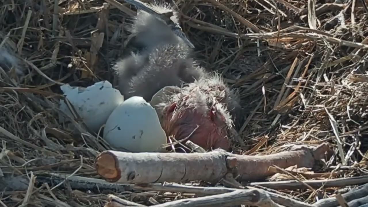 Close up of Chick 2 Hatching | 4.5.26