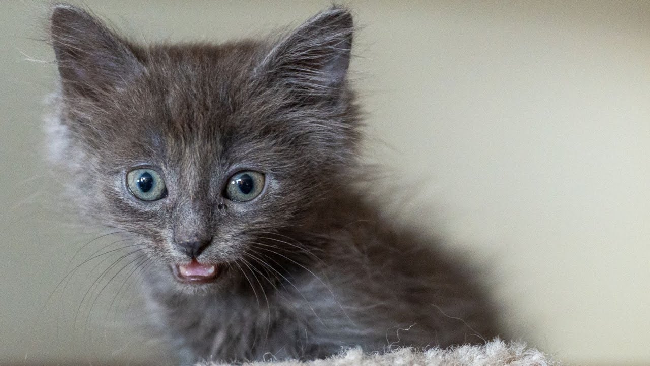 They Tied a Hairband to Their Cat’s Testicles.