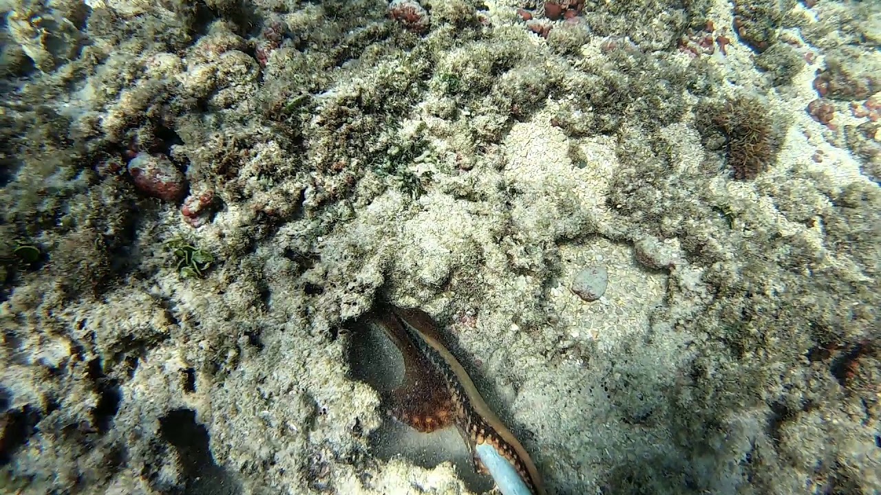 Tako Diving - Hide and Seek 2019 