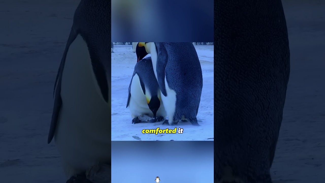 The poor penguin family#animals #animallife #foryou #anmals #love