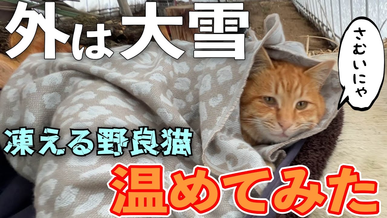 極寒！大雪で凍える野良猫温めてみた【ネコ・保護猫】