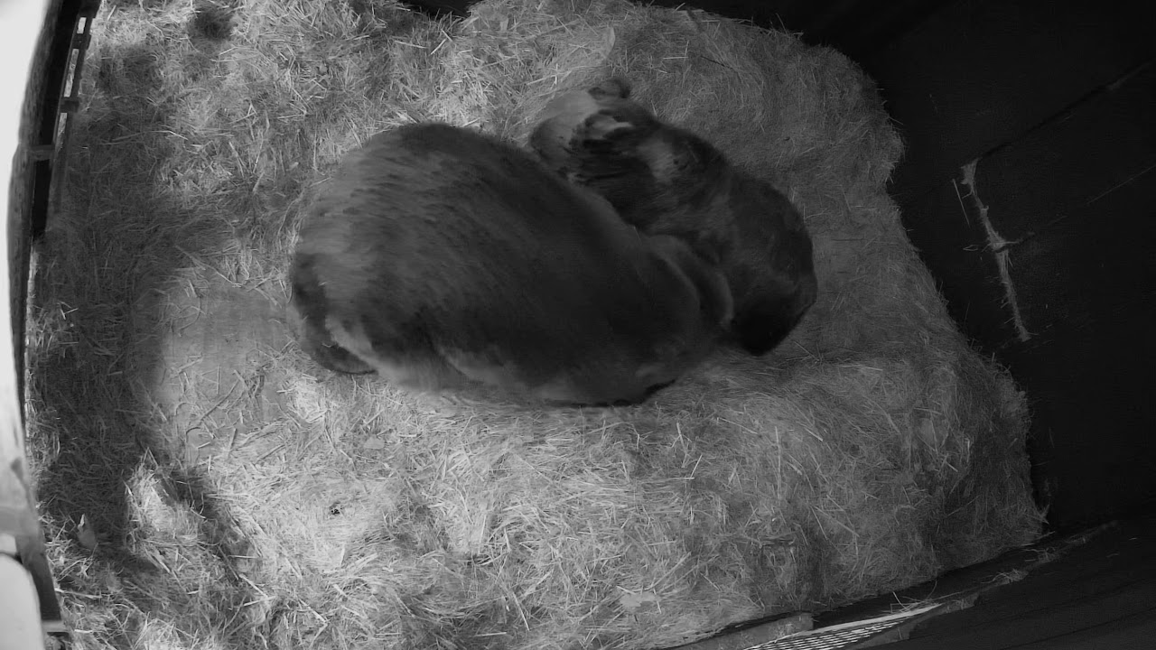 Fluff and Scruff - webcam footage of bears during torpor