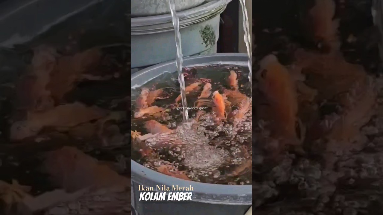 99% BERHASIL || Budidaya Ikan Nila di Ember #budidayaikan #ikannila #budikdamber #nilamerah